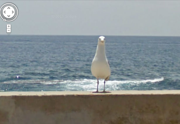 TechieApps-Google Earth and Google Street View pics-Hey, what are you looking at, Seagull!