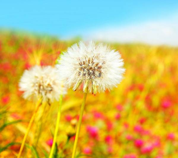 42. Flowers-Nature-Samsung-Galaxy-S4-Wallpaper